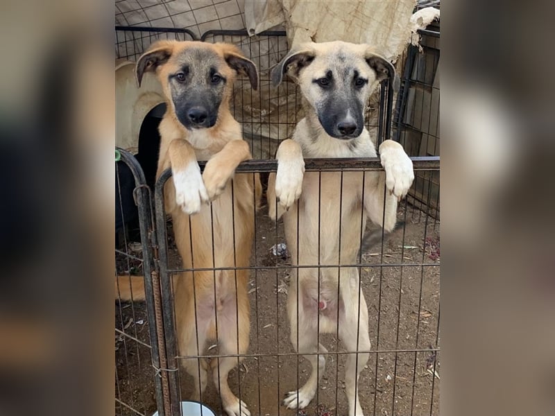 Benni, 07/23 – schlauer Bub ist neugierig auf die Welt