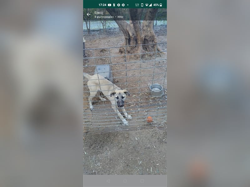 Benni, 07/23 – schlauer Bub ist neugierig auf die Welt