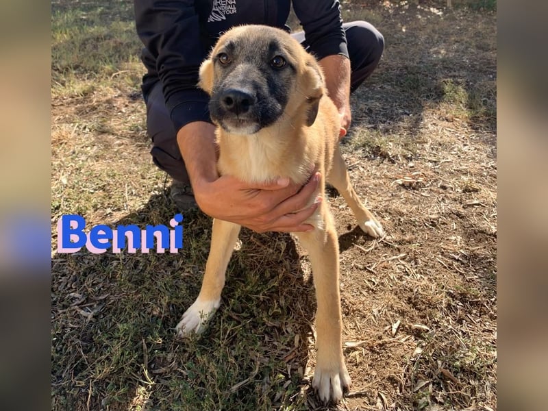 Benni - sportlich und verspielt; Pflegestelle gesucht