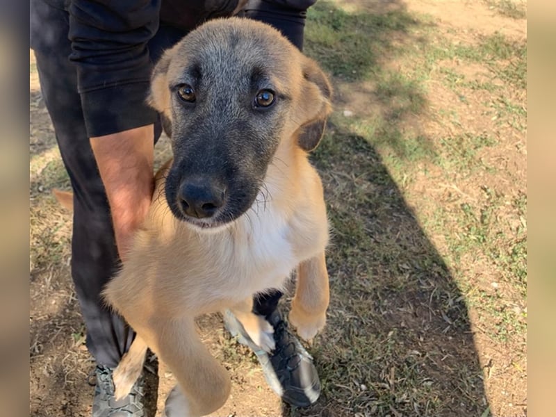 Benni, 07/23 – schlauer Bub ist neugierig auf die Welt