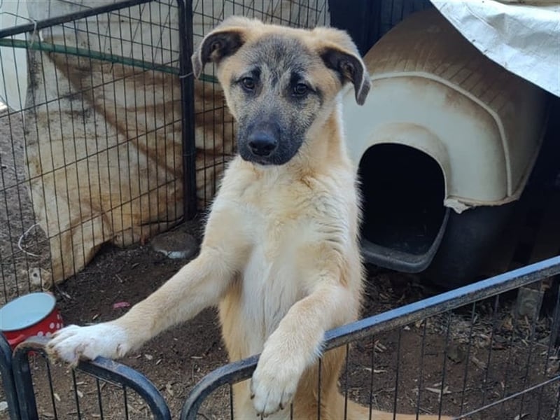 Benni, 07/23 – schlauer Bub ist neugierig auf die Welt