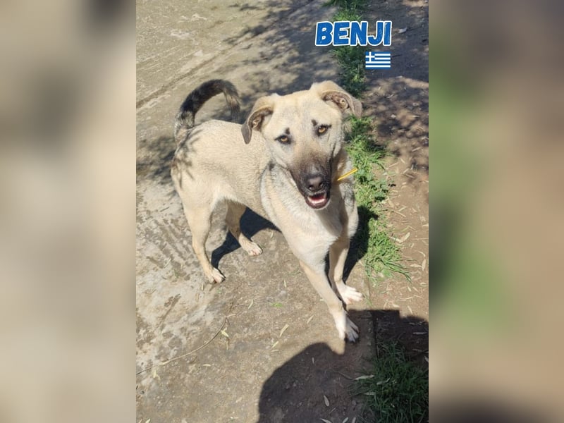 Pflegestelle gesucht: Benji - sportlich und verspielt