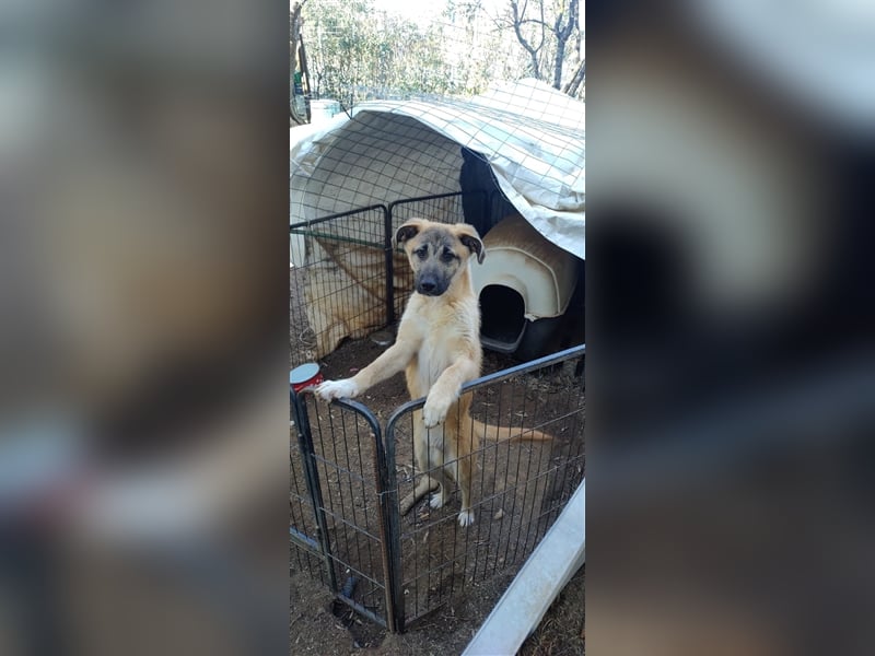 Benni, 07/23 – schlauer Bub ist neugierig auf die Welt