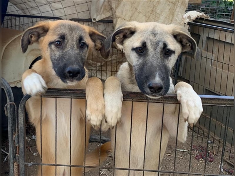 Benni, 07/23 – schlauer Bub ist neugierig auf die Welt