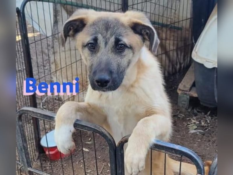 Benni, 07/23 – schlauer Bub ist neugierig auf die Welt