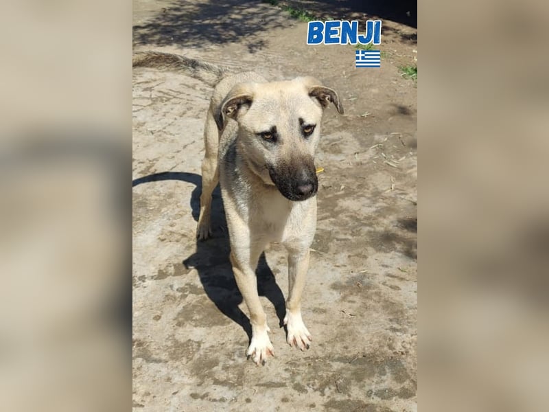 Pflegestelle gesucht: Benji - sportlich und verspielt