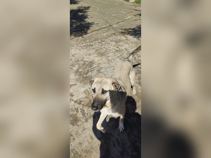 Pflegestelle gesucht: Benji - sportlich und verspielt