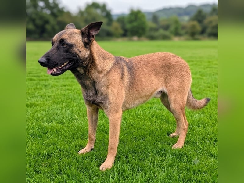 Katzenfreundlicher, netter Malinoisrüde Milosh sucht ein liebes Zuhause