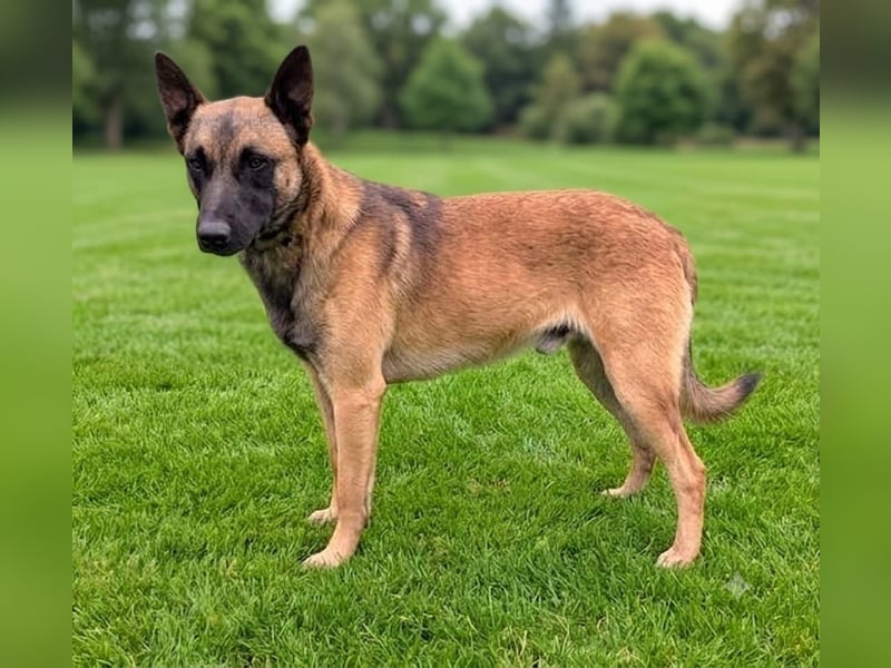 Katzenfreundlicher, netter Malinoisrüde Milosh sucht ein liebes Zuhause