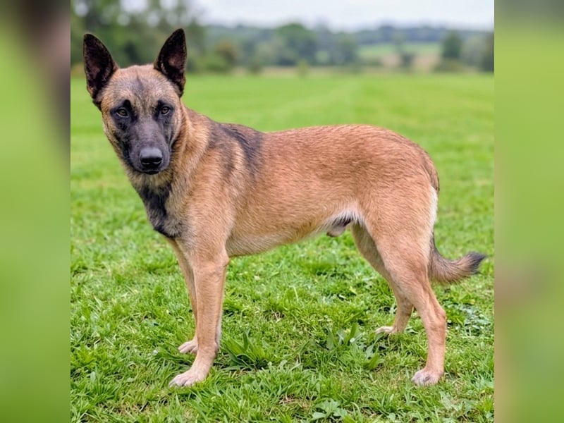 Katzenfreundlicher, netter Malinoisrüde Milosh sucht ein liebes Zuhause