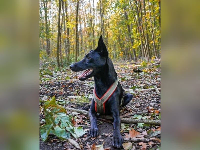 Schoko 72277 sucht ein zu Hause