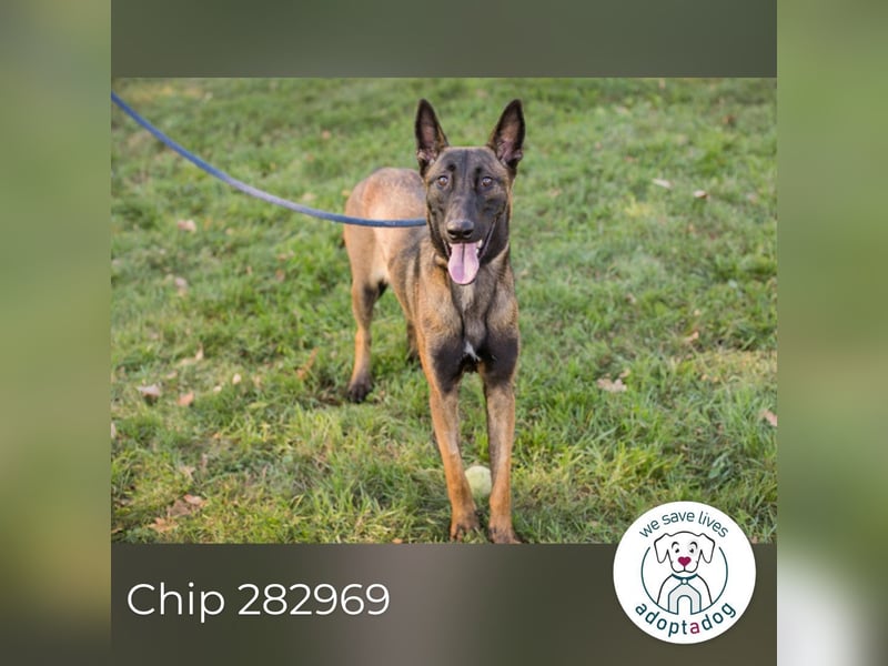 Chip 282969 sucht ein zu Hause
