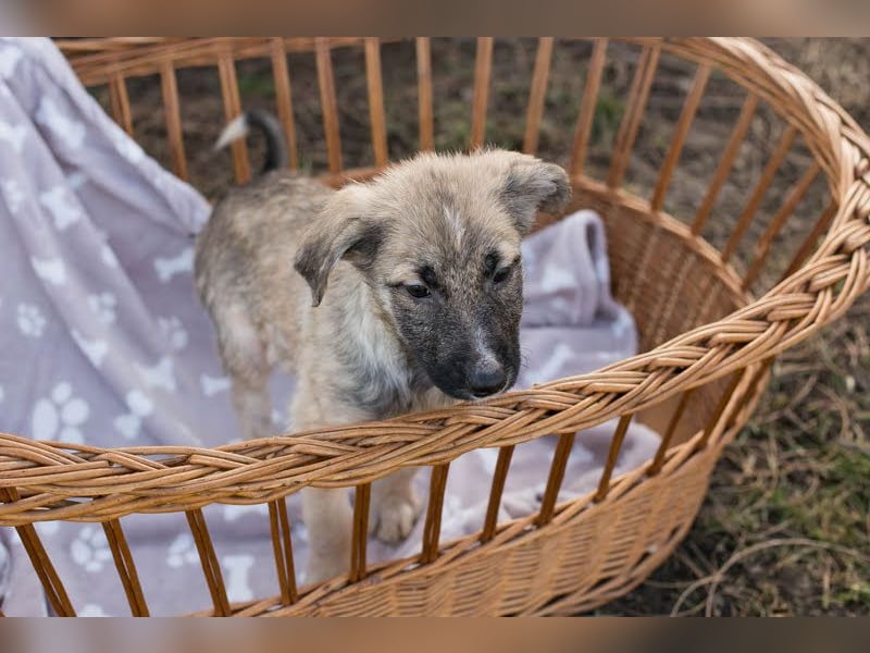 Akido– Sportskanone sucht Zuhause