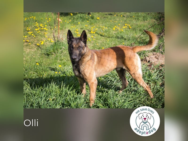 Olli 128738 sucht ein zu Hause