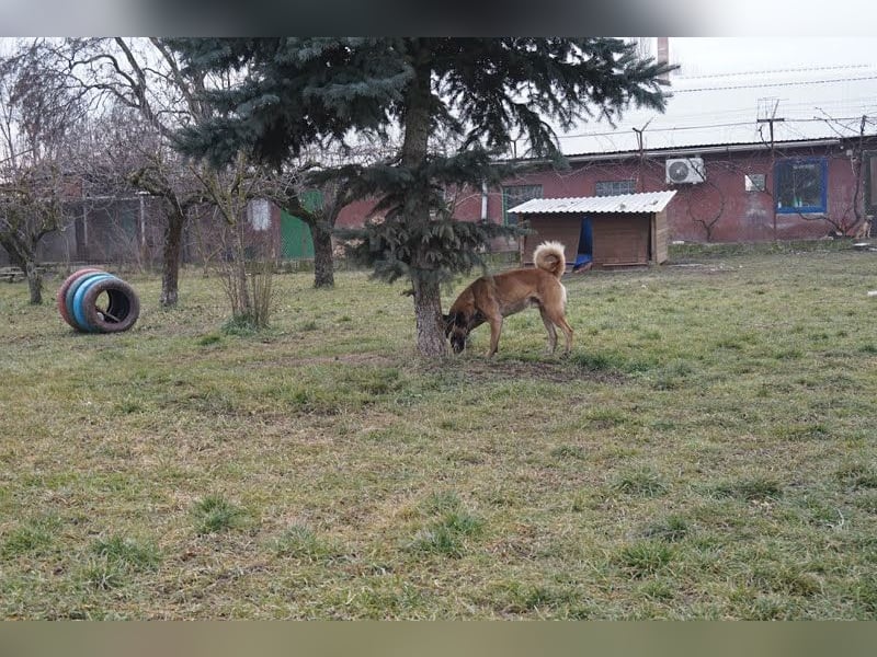 Santos: Aktiv mit grauer Schnauze