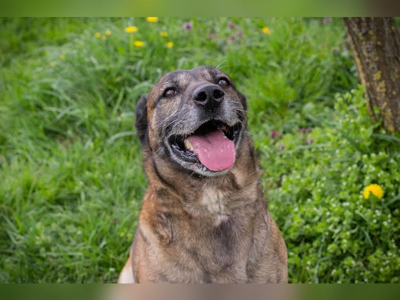 Santos: Aktiv mit grauer Schnauze