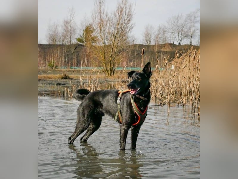 Schoko 72277 sucht ein zu Hause