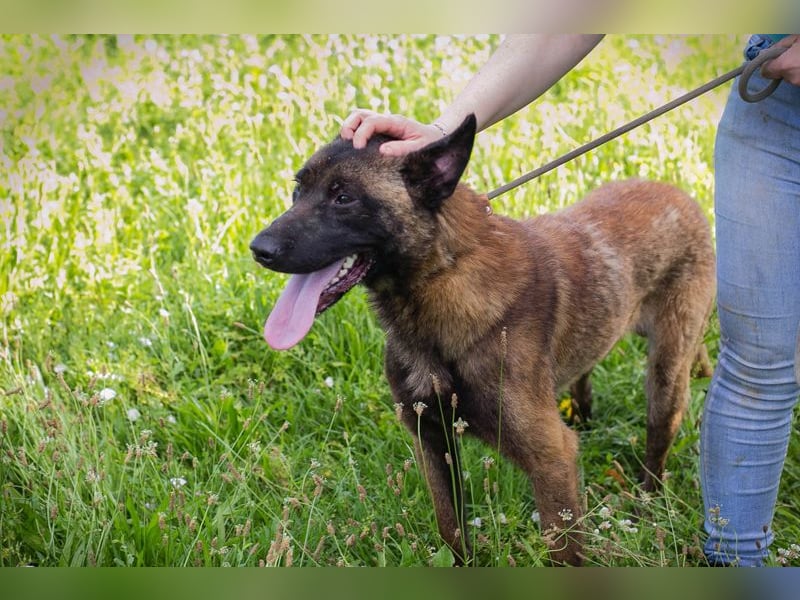 Chip 169430 sucht ein zu Hause