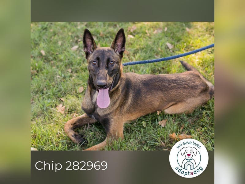 Chip 282969 sucht ein zu Hause
