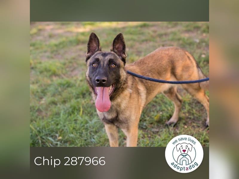 Chip 287966 sucht ein zu Hause