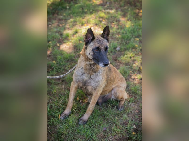Josie sucht ein Zuhause