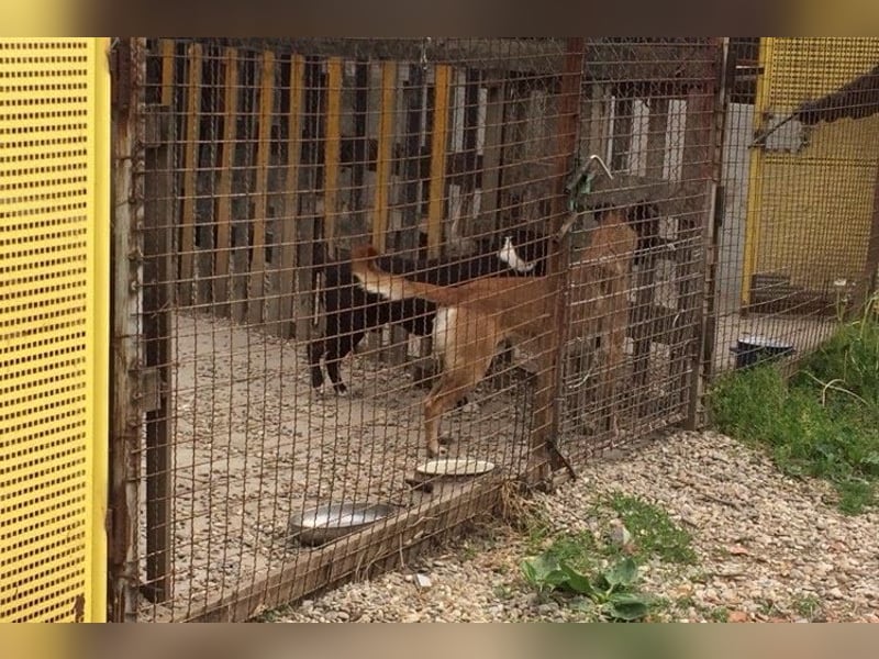 Santos: Aktiv mit grauer Schnauze