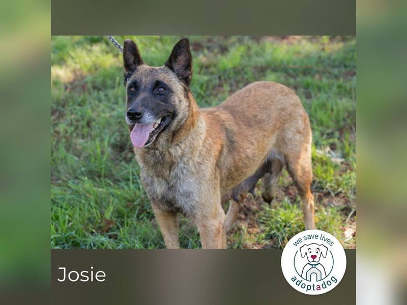 Josie sucht ein Zuhause
