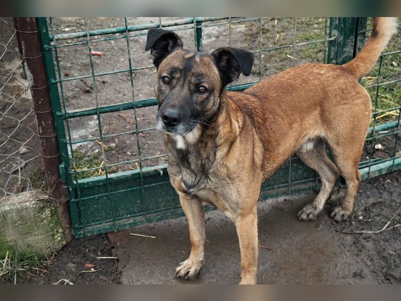 Santos: Aktiv mit grauer Schnauze