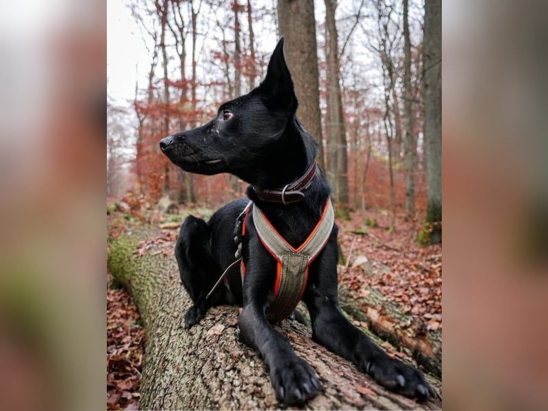 Schoko 72277 sucht ein zu Hause