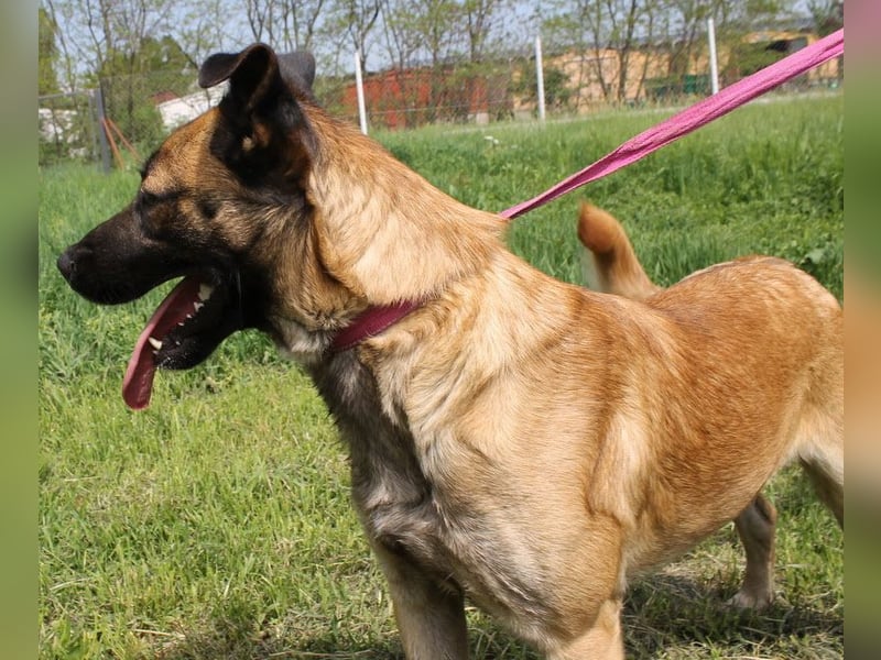 Santos: Aktiv mit grauer Schnauze