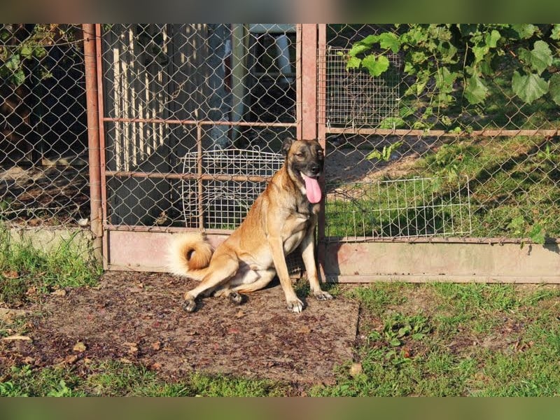 Santos: Aktiv mit grauer Schnauze