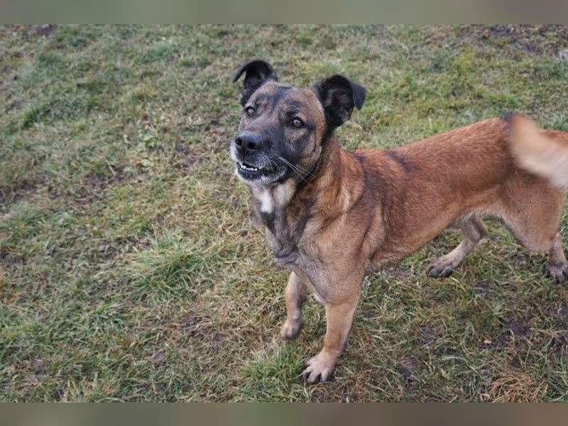 Santos: Aktiv mit grauer Schnauze