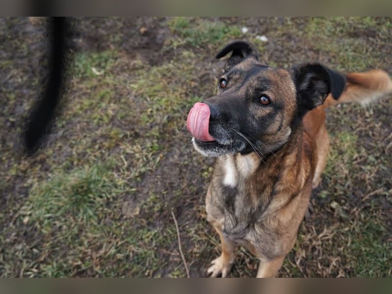 Santos: Aktiv mit grauer Schnauze