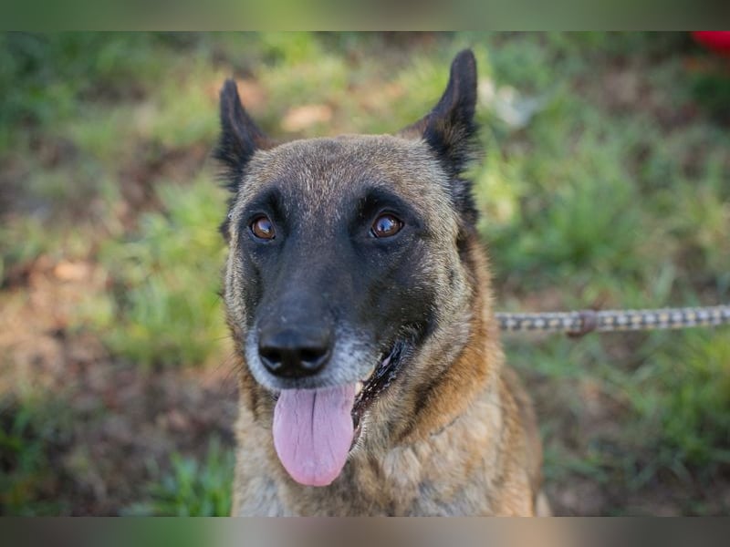 Josie sucht ein Zuhause