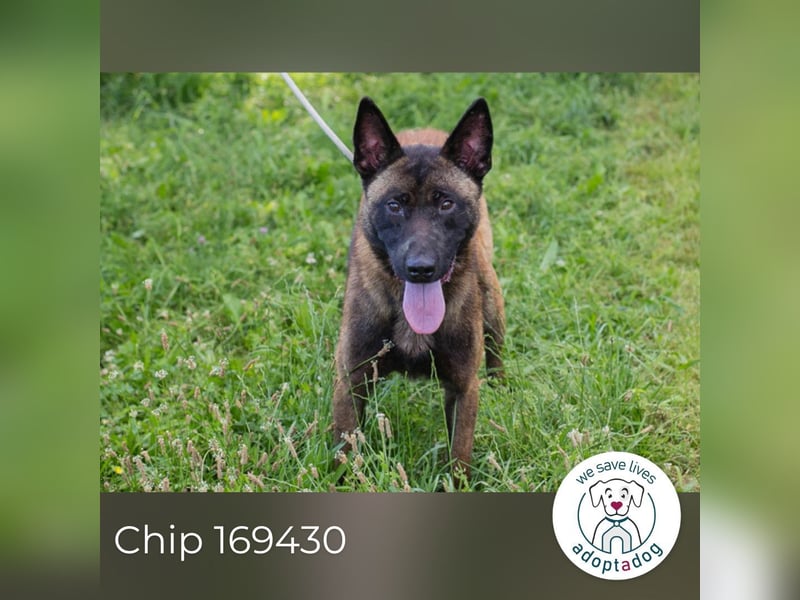Chip 169430 sucht ein zu Hause