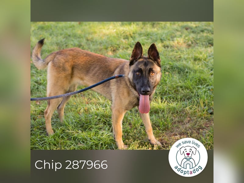 Chip 287966 sucht ein zu Hause
