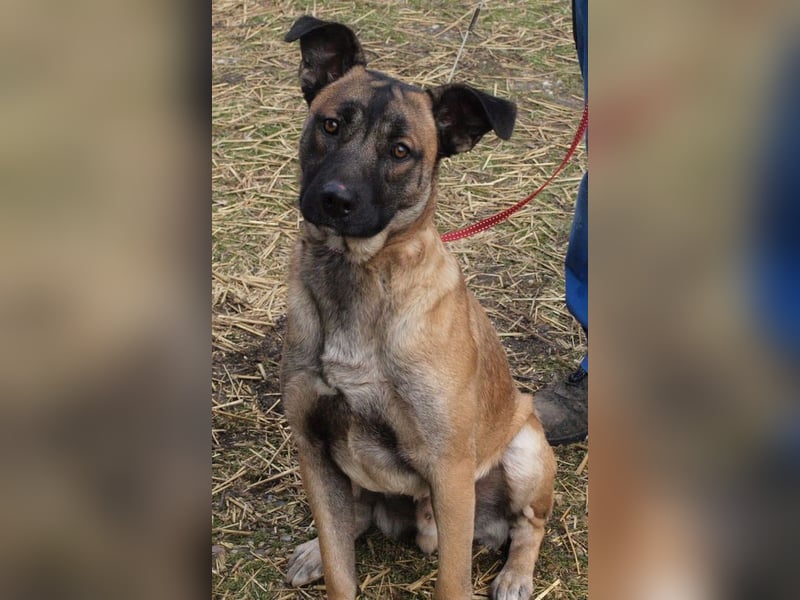 Santos: Aktiv mit grauer Schnauze