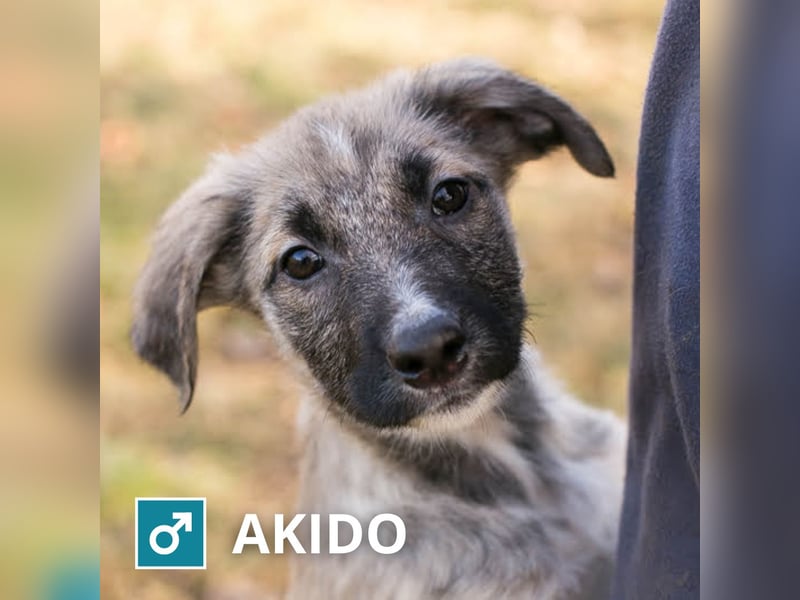 Akido– Sportskanone sucht Zuhause