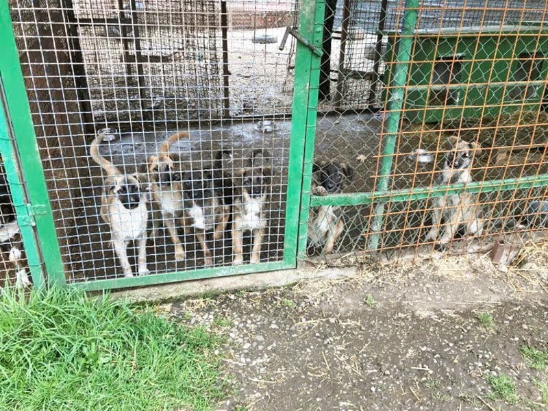 Akido– Sportskanone sucht Zuhause