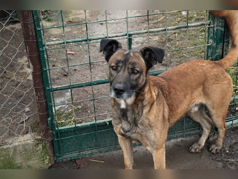 Santos: Aktiv mit grauer Schnauze