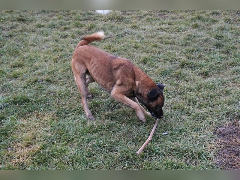 Santos: Aktiv mit grauer Schnauze