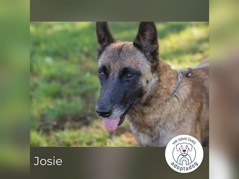 Josie sucht ein Zuhause
