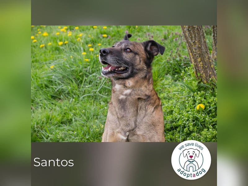 Santos: Aktiv mit grauer Schnauze