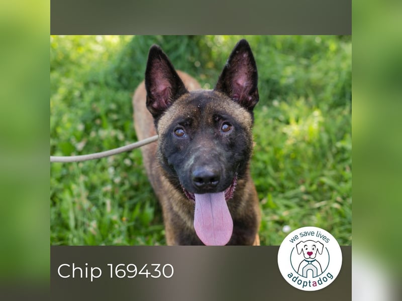 Chip 169430 sucht ein zu Hause
