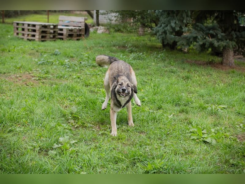 Akido– Sportskanone sucht Zuhause