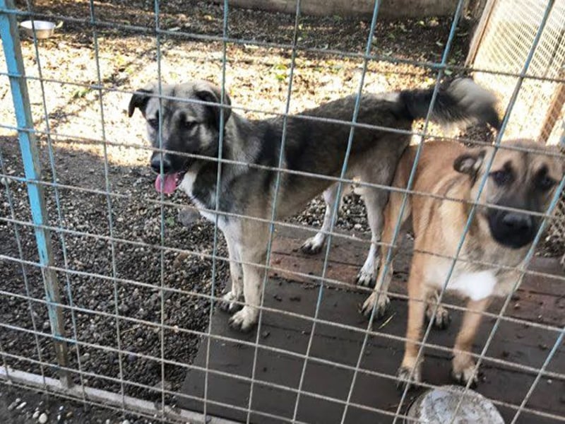 Akido– Sportskanone sucht Zuhause