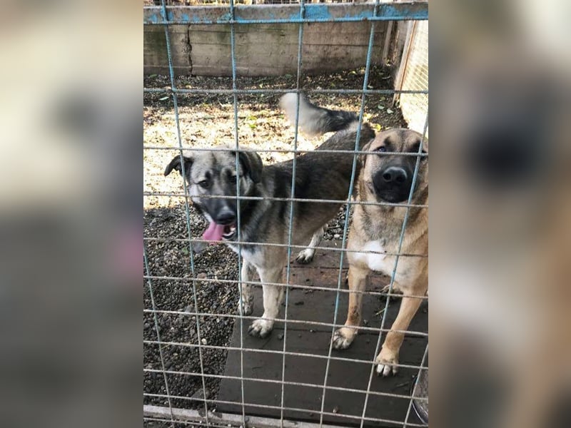 Akido– Sportskanone sucht Zuhause