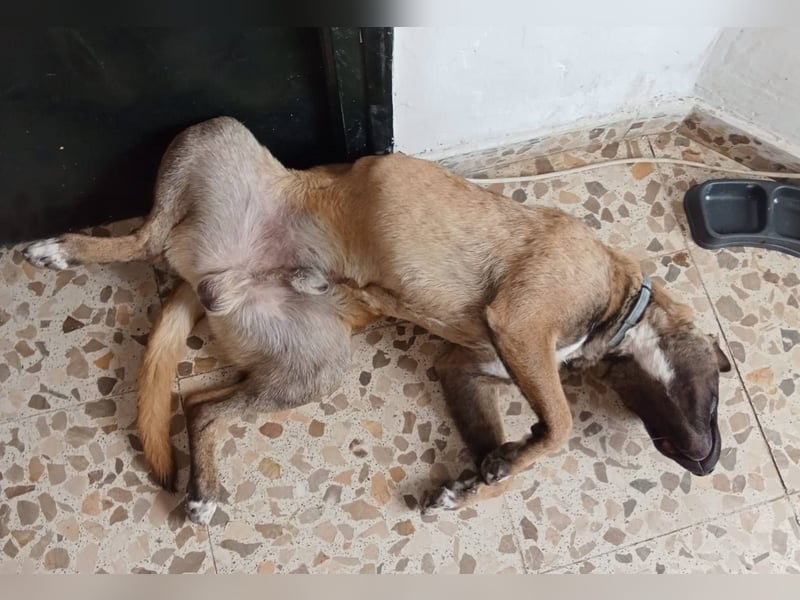 CHINO ❤️ sportlicher, liebevoller Malinois-Mix
