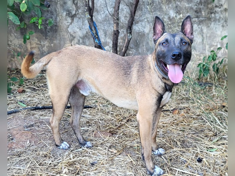 CHINO ❤️ sportlicher, liebevoller Malinois-Mix