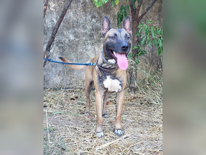CHINO ❤️ sportlicher, liebevoller Malinois-Mix